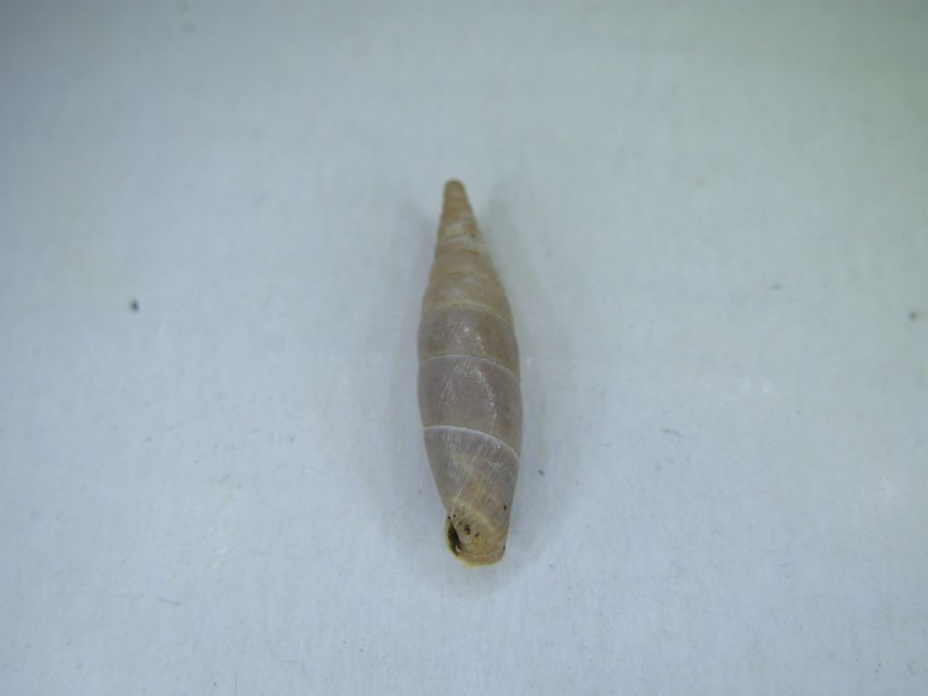 Claudilidae da Palidoro